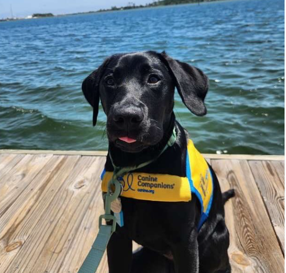 Service dog in training